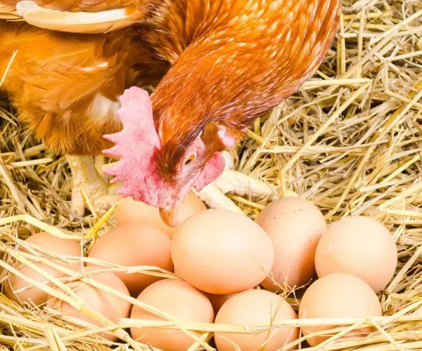 How do i know if my hen is sitting on fertilized eggs