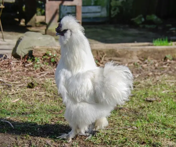 How do you know if my silkie is a rooster