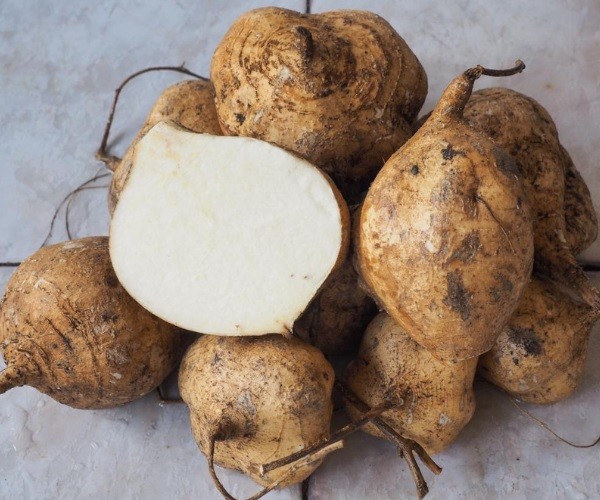 How toxic is jicama skin