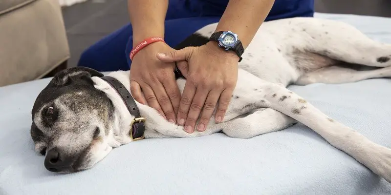 Learn How To Give Your Pet A Relaxing Massage