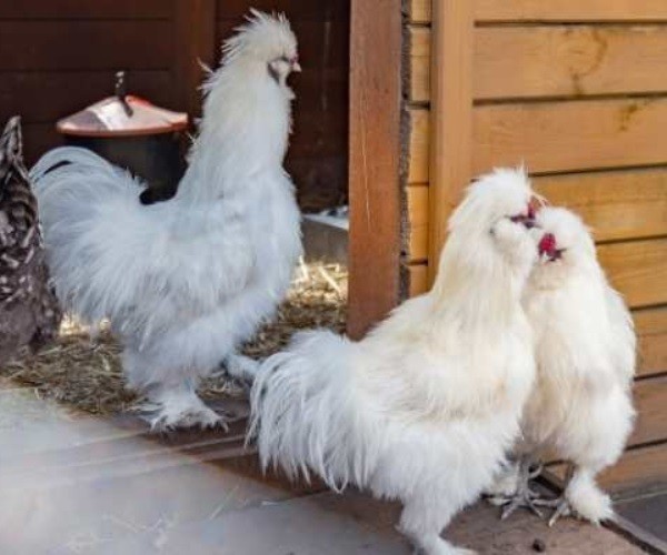 Silkie rooster vs hen