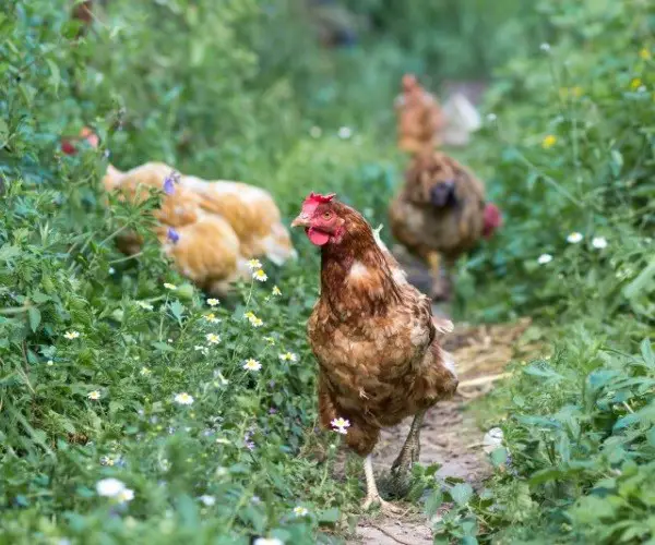 Weeds poisonous to chickens