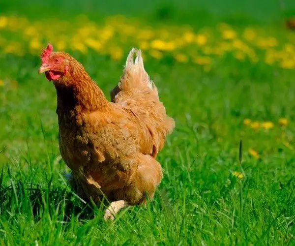 What grass is safe for chickens