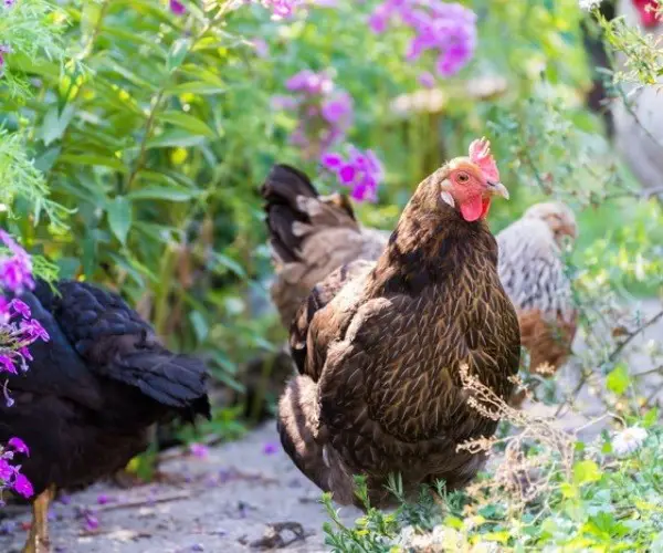 What herbs are good for chickens and why