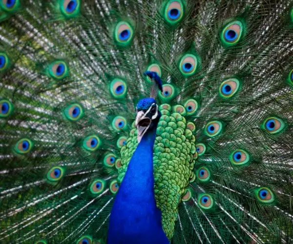 What is it called when a peacock spreads its feathers
