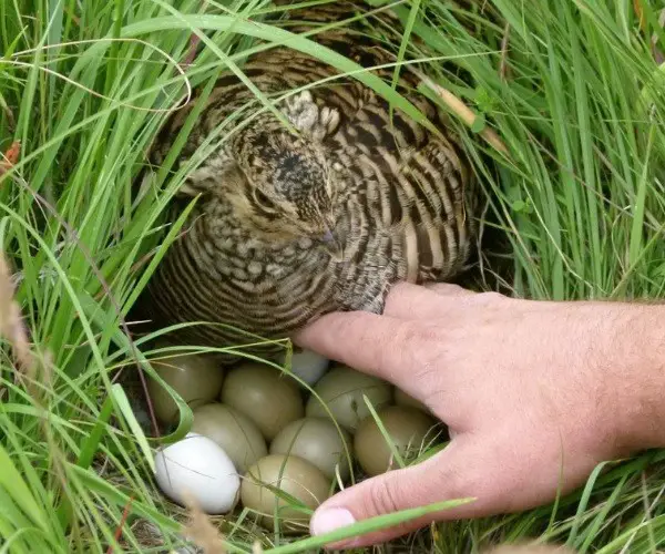 Where do prairie-chickens nest