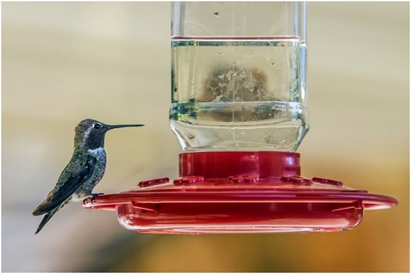 the price of bird buddy feeder with camera