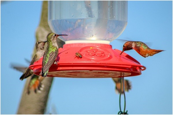 the warranty of the bird buddy feeder with camera