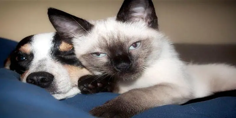 Are Balinese Cats Good With Dogs