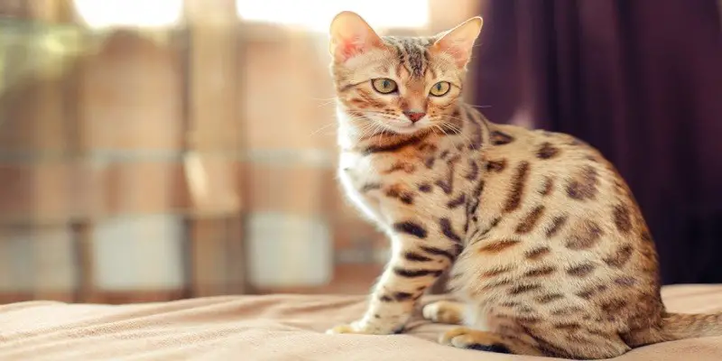 Are Bengal Cats Allergy Friendly