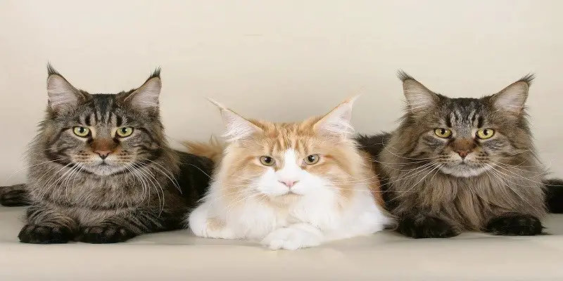 Are Maine Coon Cats Smart