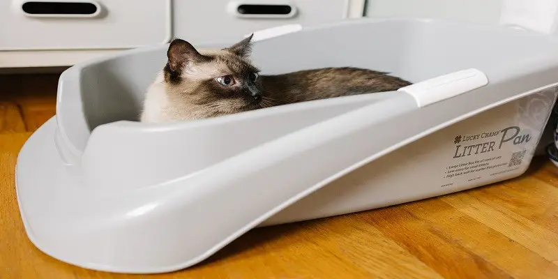 Best Cat Litters For Siamese Cats