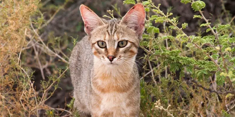 Can A Domesticated Cat Survive In The Wild