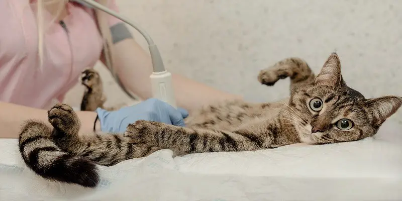Can A Neutered Cat Still Produce Sperm