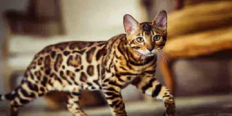 Can Bengal Cats Be Walked