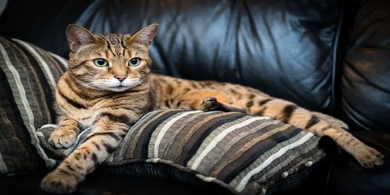 Can Bengal Cats Get Depressed