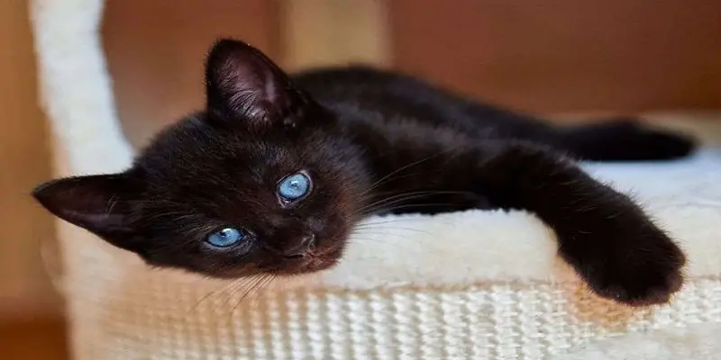 Can Brown Cats Have Blue Eyes