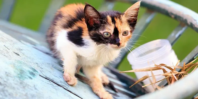Can Calico Cats Have Long Hair