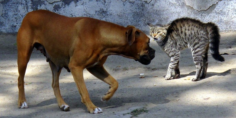 Can Cats And Dogs Get Each Other Sick