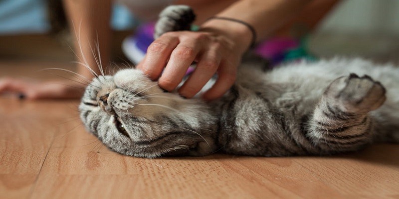 Can Cats Be Ticklish
