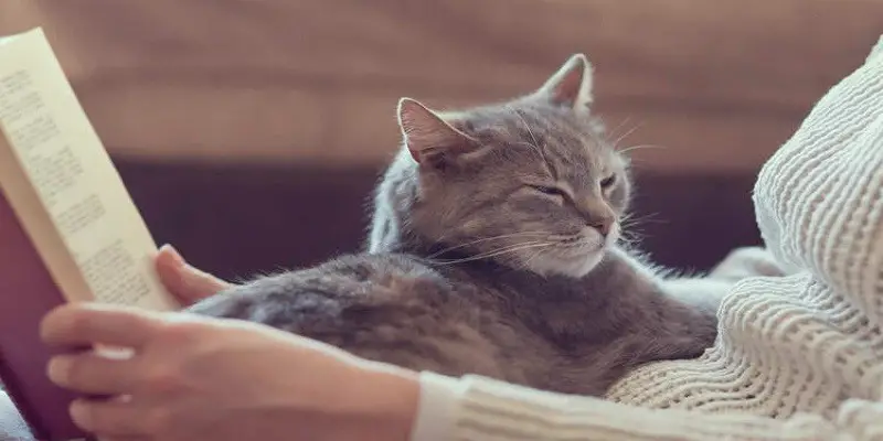 Can Cats Become More Affectionate With Age