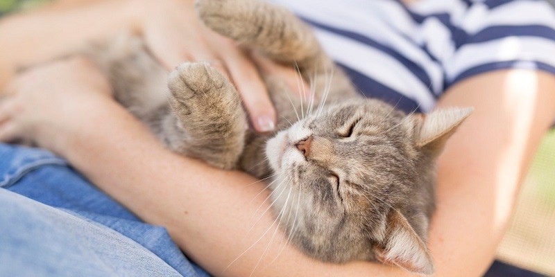 Can Cats Catch Pneumonia From Humans