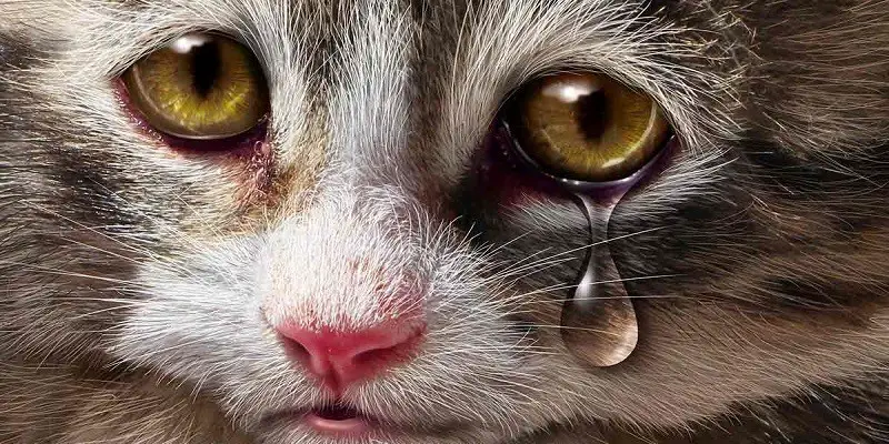 Can Cats Cry With Tears