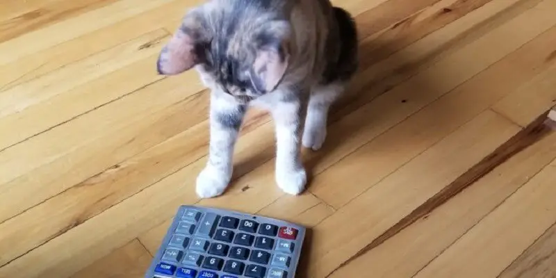 Can Cats Do Math