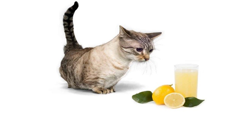Can Cats Drink Lemon Juice