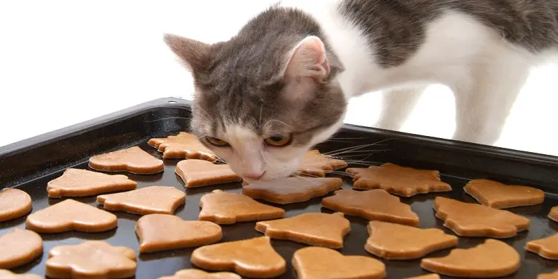 Can Cats Eat Biscuits