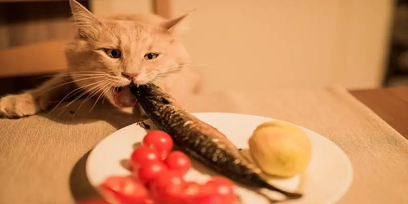 Can Cats Eat Fish Food