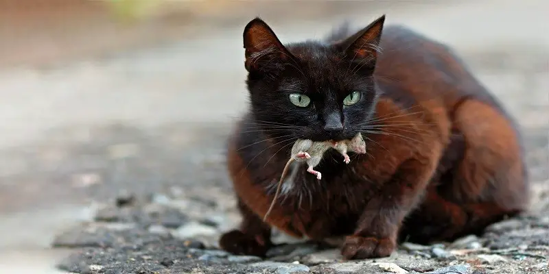 Can Cats Eat Frozen Mice