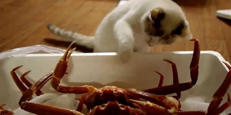 Can Cats Eat Imitation Crab