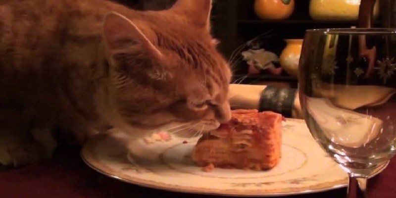 Can Cats Eat Lasagna