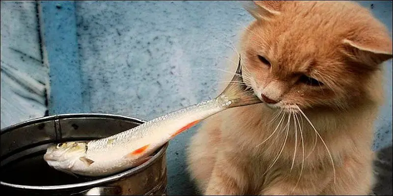 Can Cats Eat Live Fish
