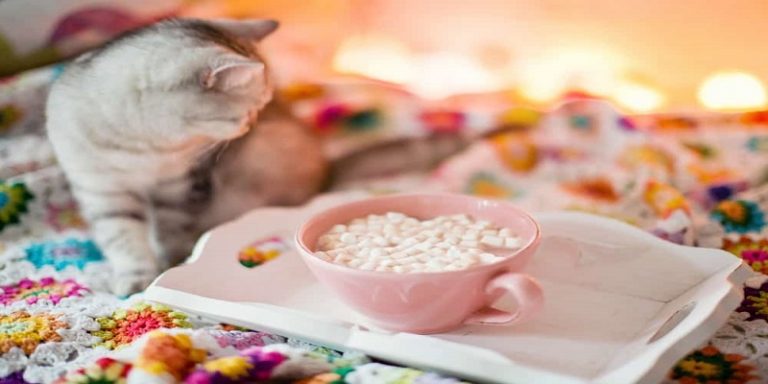 Can Cats Eat Marshmallows