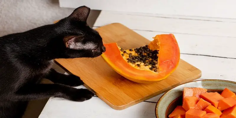 Can Cats Eat Papaya
