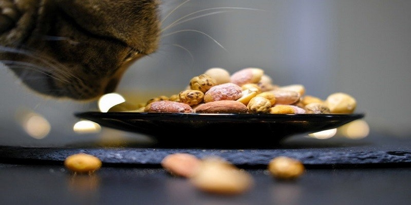 Can Cats Eat Pine Nuts