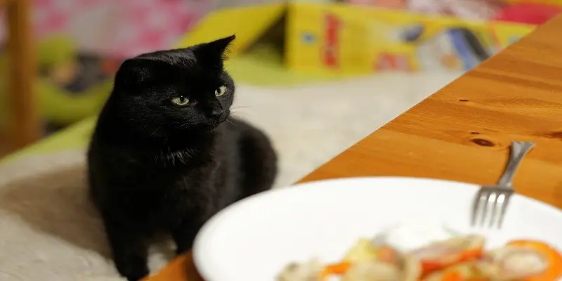 Can Cats Eat Quesadillas
