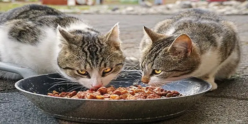 Can Cats Eat Raw Chicken Hearts