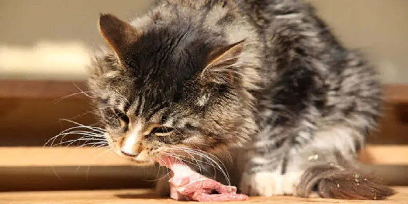 Can Cats Eat Raw Chicken Skin