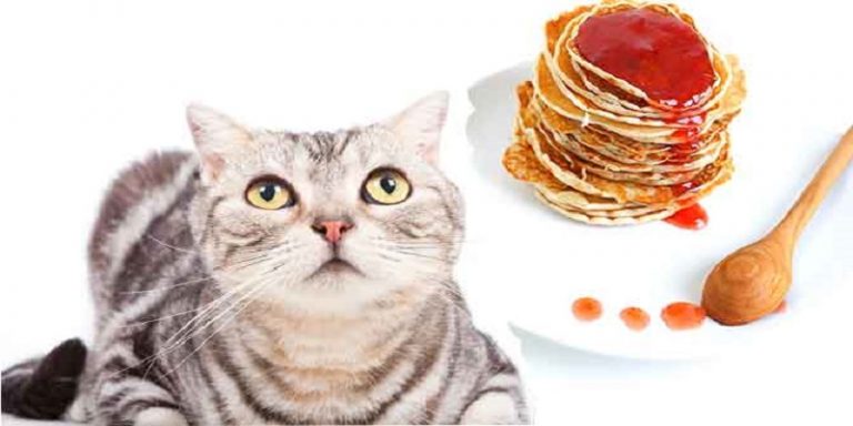 Can Cats Eat Syrup?