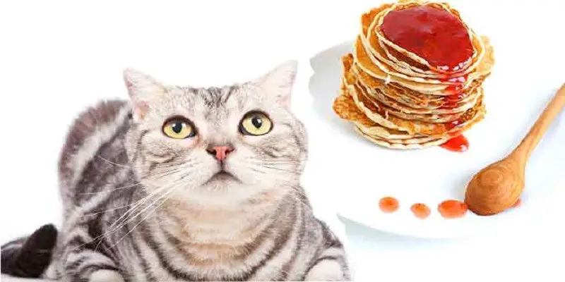 Can Cats Eat Syrup
