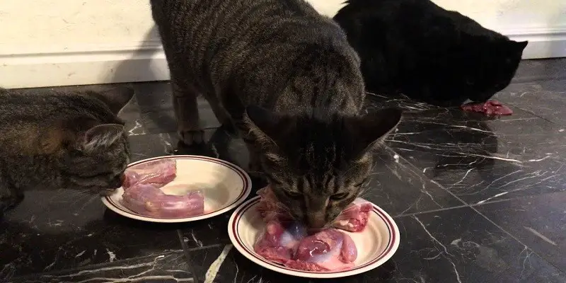 Can Cats Eat Turkey Giblets