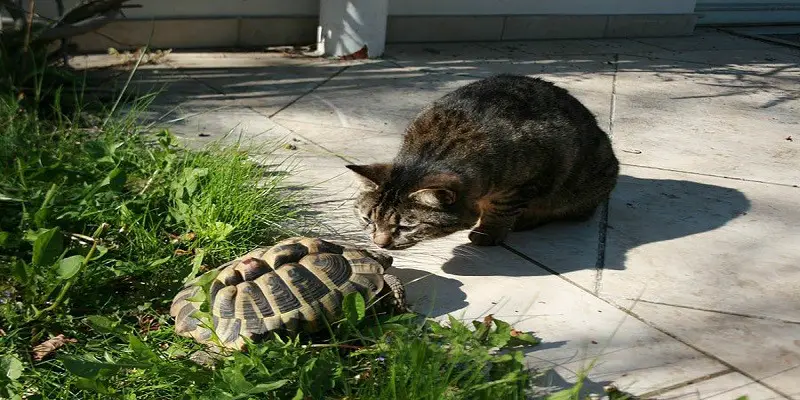 Can Cats Eat Turtles