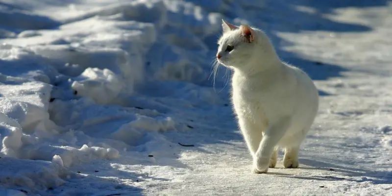 Can Cats Find Their Way Home In The Snow