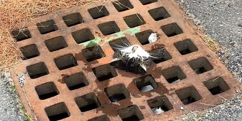 Can Cats Get Out Of Storm Drains