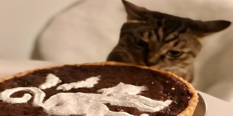 Can Cats Have Chocolate Pudding
