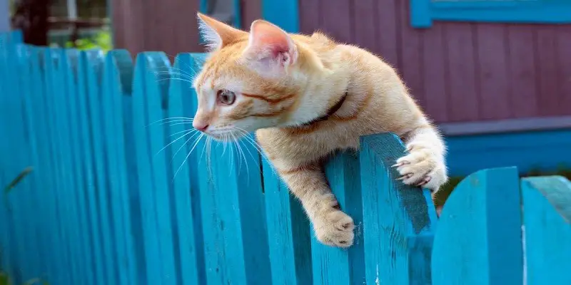 Can Cats Jump Over Pet Gates