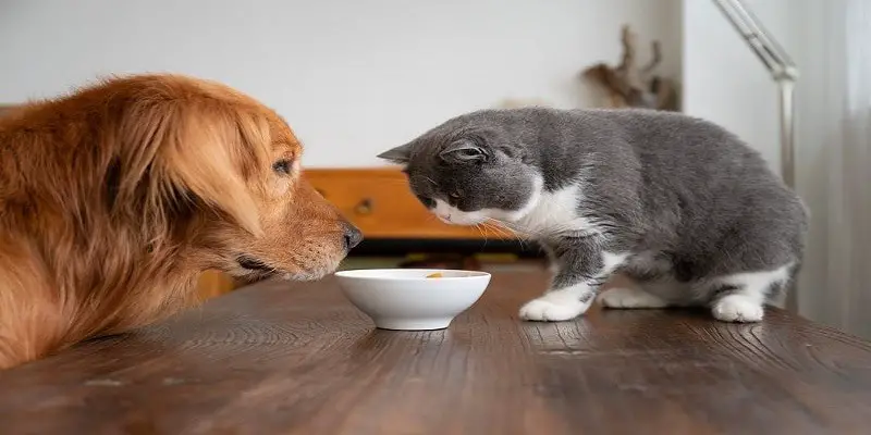 Can Cats Share A Water Bowl
